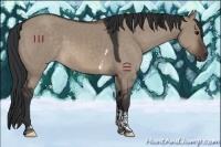 Horse Color:Brown Dun Tobiano 