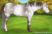 Horse Color:Gray White Spotted Chestnut 