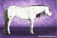Horse Color:White Spotted Bay Ice Onyx Sabino Appaloosa 