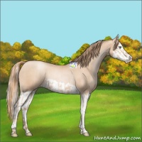 Horse Color:Gold Champagne Pearl Rabicano  and Gold Champagne Pearl Splash Rabicano 