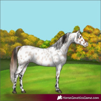 Horse Color:Bay Roan Dun Leopard 