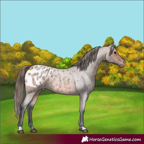 Horse Color:Bay Roan Appaloosa 