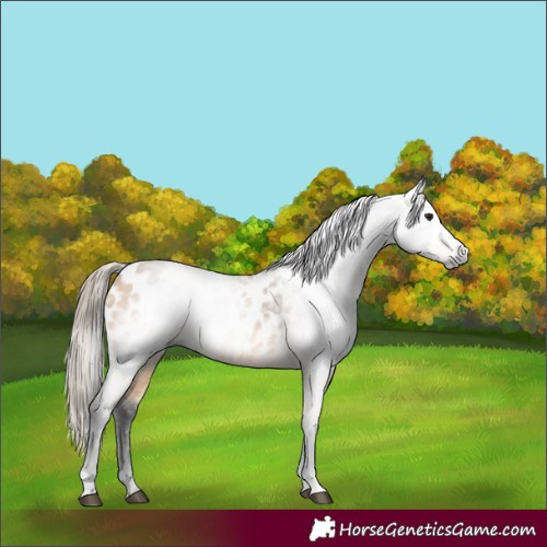 Horse Color:Gray Buckskin Appaloosa 