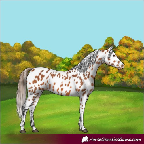 Horse Color:Bay Near Leopard