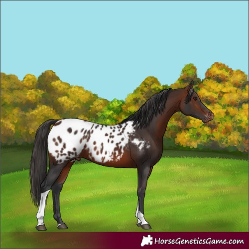 Horse Color:Bay Tobiano Blanket Rabicano