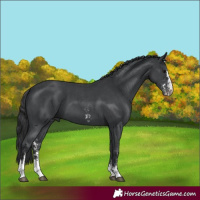 Horse Color:Black Sabino