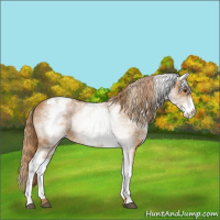 Horse Color:White Spotted Chestnut Sabino Varnish