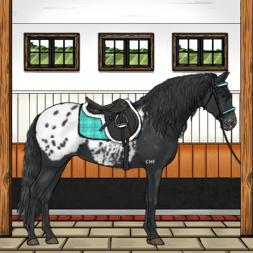 Horse Color:Black Appaloosa 