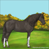 Horse Color:Smoky Black 