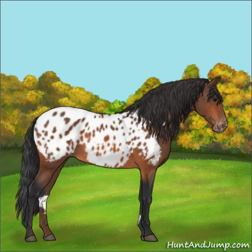 Horse Color:Bay Appaloosa 