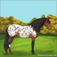 Horse Color:Bay Appaloosa 