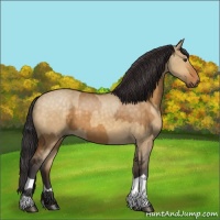 Horse Color:Buckskin Dun and Buckskin Dun