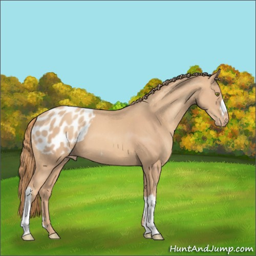 Horse Color:Gold Champagne Appaloosa 