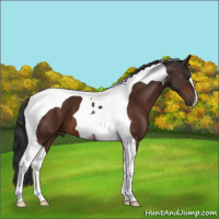 Horse Color:Brown Tobiano 