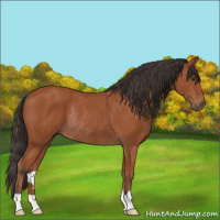 Horse Color:Bay Rabicano 