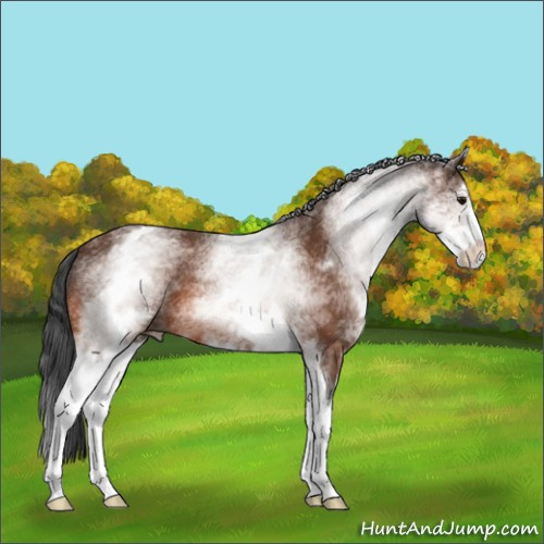 Horse Color:White Spotted Bay Sabino 