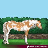 Horse Color:White Spotted Palomino