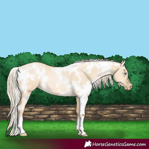 Horse Color:White Spotted Palomino Pearl Dun 