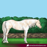 Horse Color:White Spotted Palomino Pearl Dun