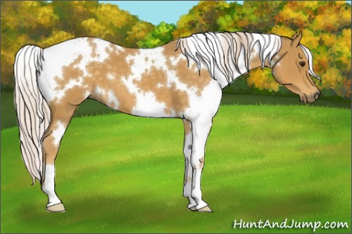 Horse Color:White Spotted Palomino 