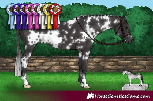 Horse Color:White Spotted Smoky Black 