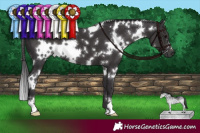 Horse Color:White Spotted Smoky Black