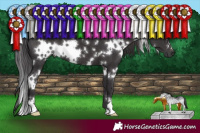 Horse Color:White Spotted Smoky Black 