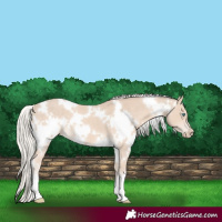 Horse Color:White Spotted Cremello 