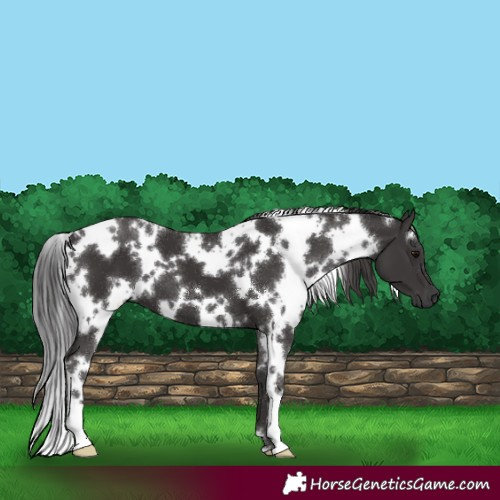 Horse Color:White Spotted Smoky Black