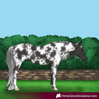 Horse Color:White Spotted Smoky Black