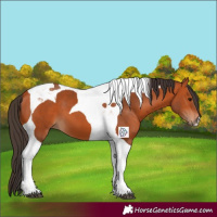 Horse Color:Bay Tobiano 
