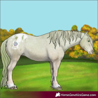 Horse Color:Gold Champagne Appaloosa 