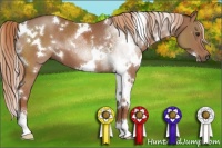 Horse Color:White Spotted Chestnut Sabino