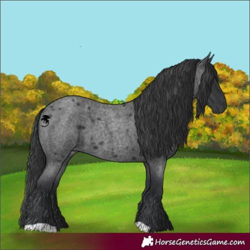 Horse Color:Blue Roan 
