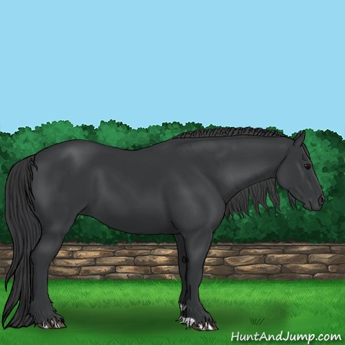 Horse Color:Black 