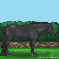 Horse Color:Black 