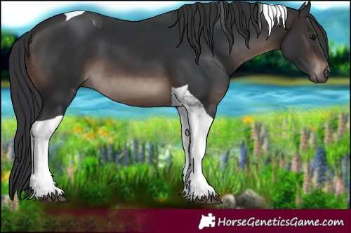 Horse Color:Brown Tobiano 
