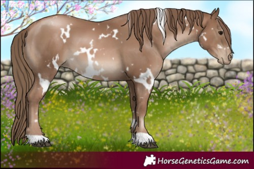 Horse Color:White Spotted Black Pearl