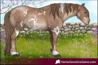 Horse Color:White Spotted Black Pearl