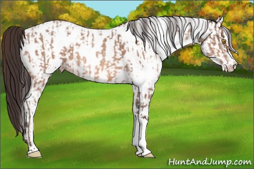 Horse Color:Amber Champagne Appaloosa  and White Spotted Amber Champagne Appaloosa 