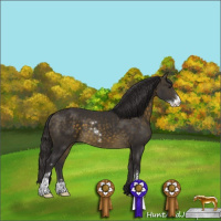 Horse Color:Buckskin Sabino
