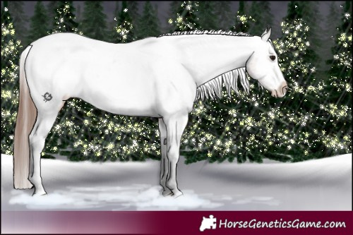 Horse Color:White Spotted Bay Appaloosa Rabicano 