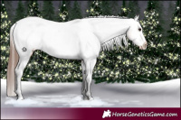 Horse Color:White Spotted Bay Appaloosa Rabicano 
