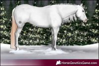 Horse Color:White Spotted Bay Dun Appaloosa 