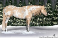 Horse Color:White Spotted Gold Champagne Rabicano 
