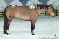 Horse Color:Brown Dun Tobiano 