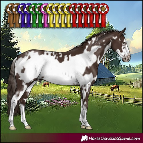 Horse Color:White Spotted Liver Chestnut Sabino Frame 