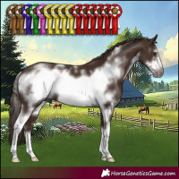 Horse Color:White Spotted Liver Chestnut Sabino Frame 