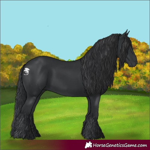 Horse Color:Black 