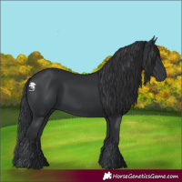 Horse Color:Black 